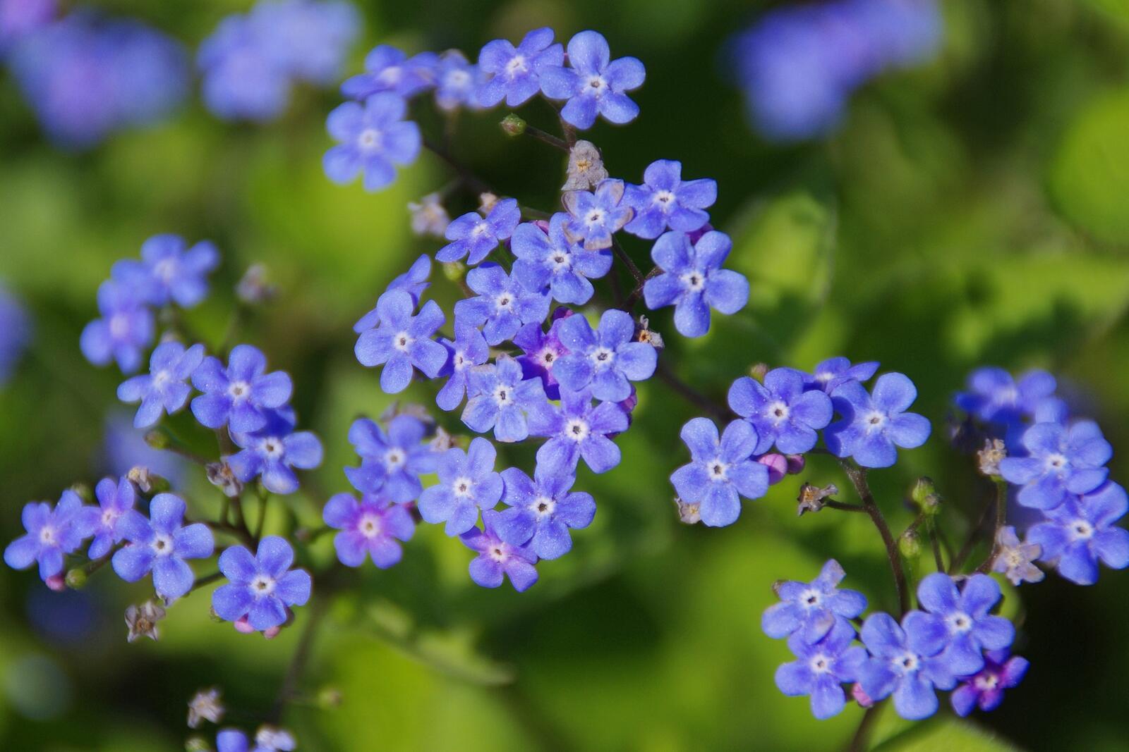 Free photo Wallpaper with little blue flowers.