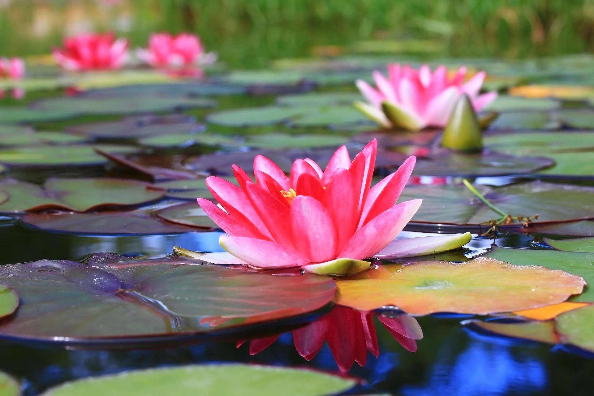 Бесплатное фото Розовый водяной лотос на поверхности воды