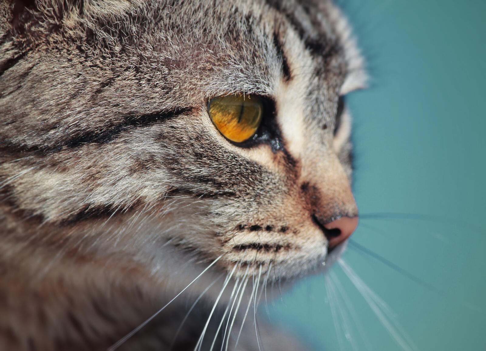 Бесплатное фото Мордашка серого кота с желтыми глазами
