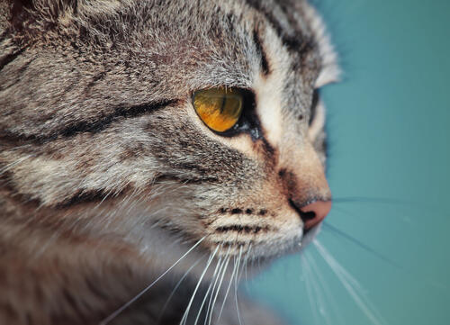 Мордашка серого кота с желтыми глазами