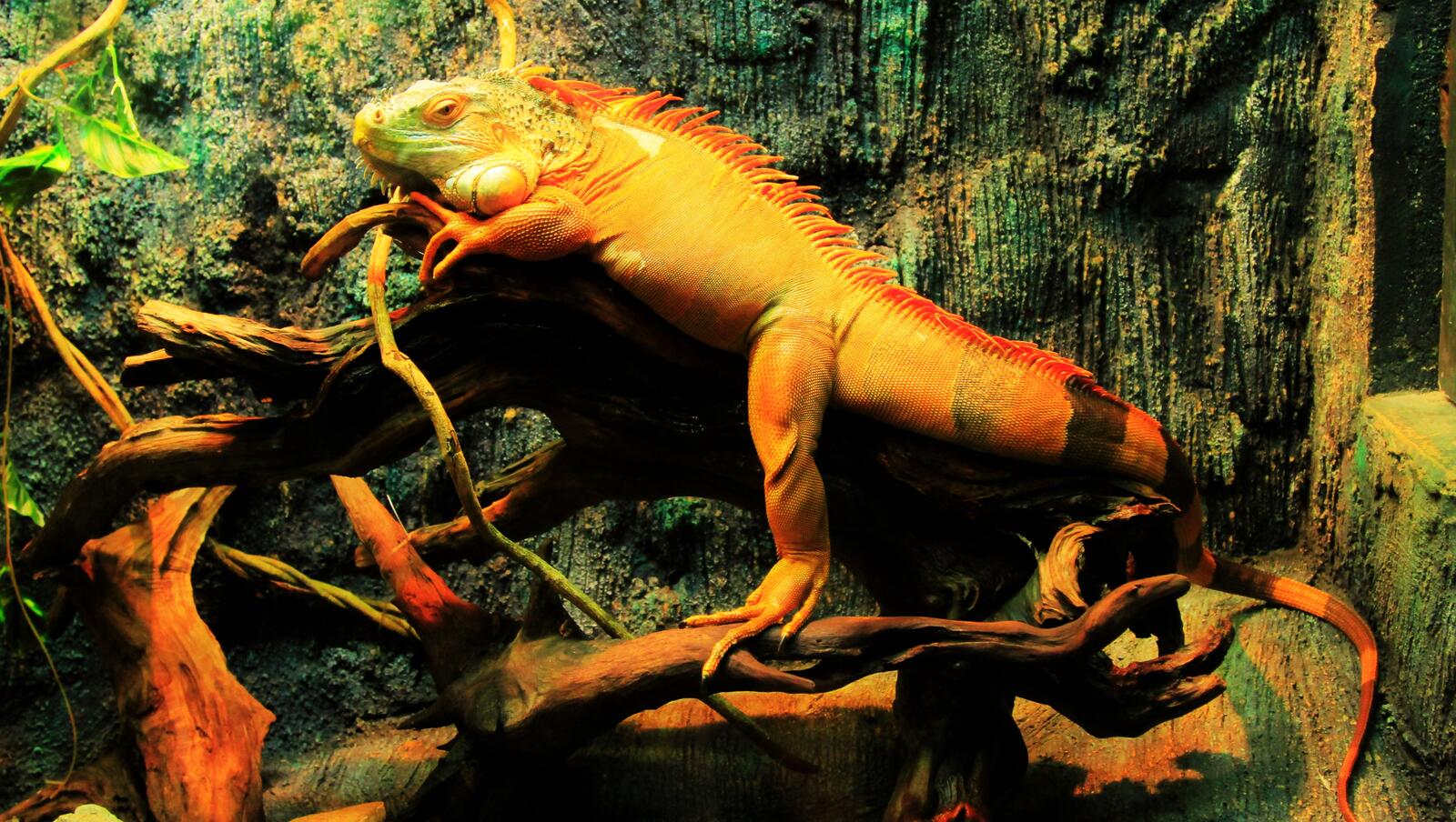 Бесплатное фото Оранжевая ящерица