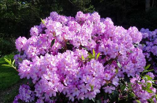 Large bush of lilac azalea flowers