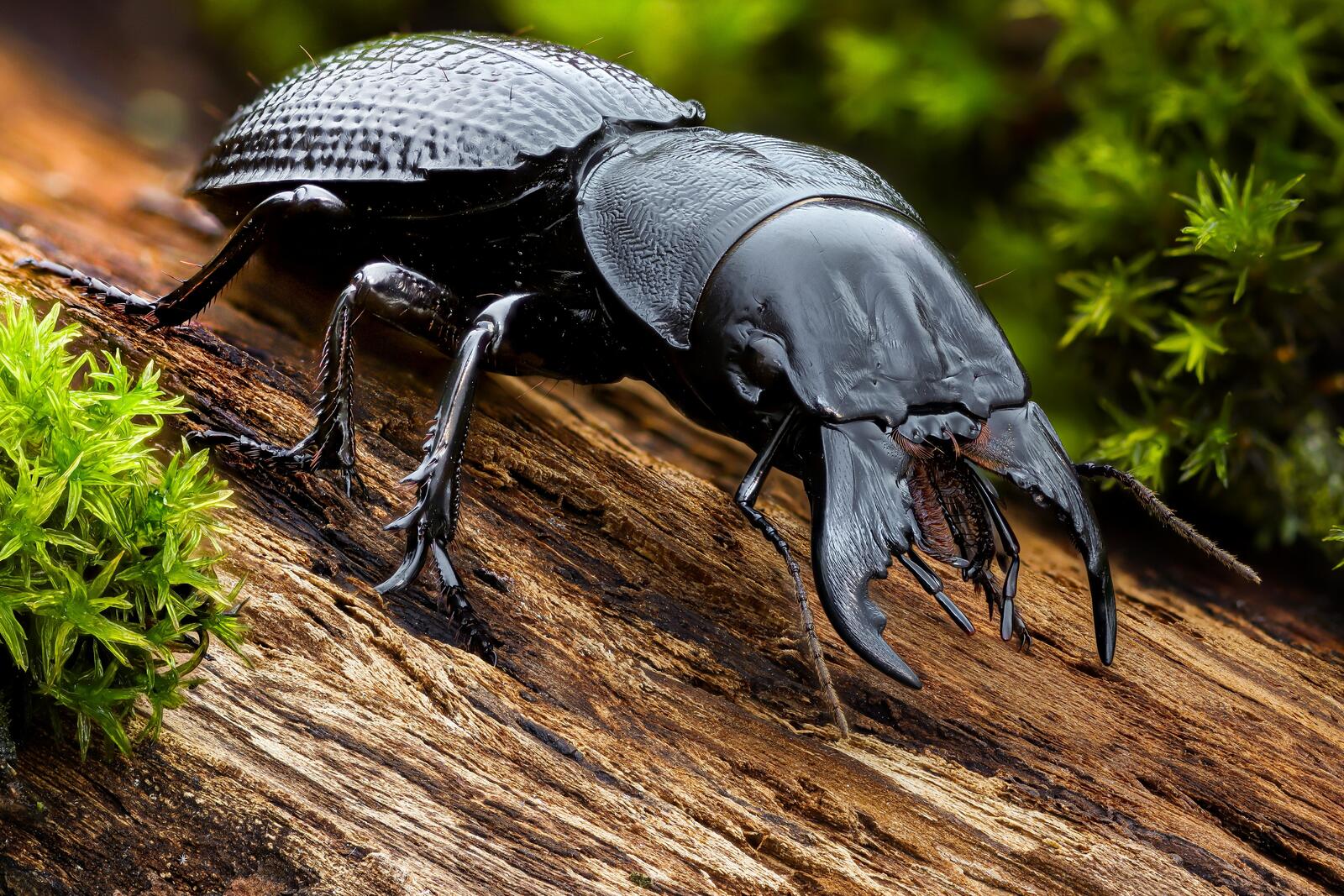 Бесплатное фото Черный жук на коре дерева