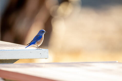 A little bird with blue wings.
