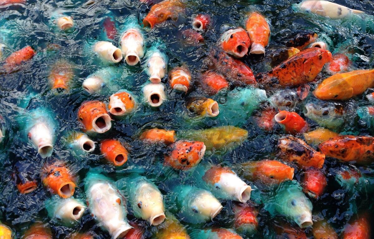 Feeding colorful fish
