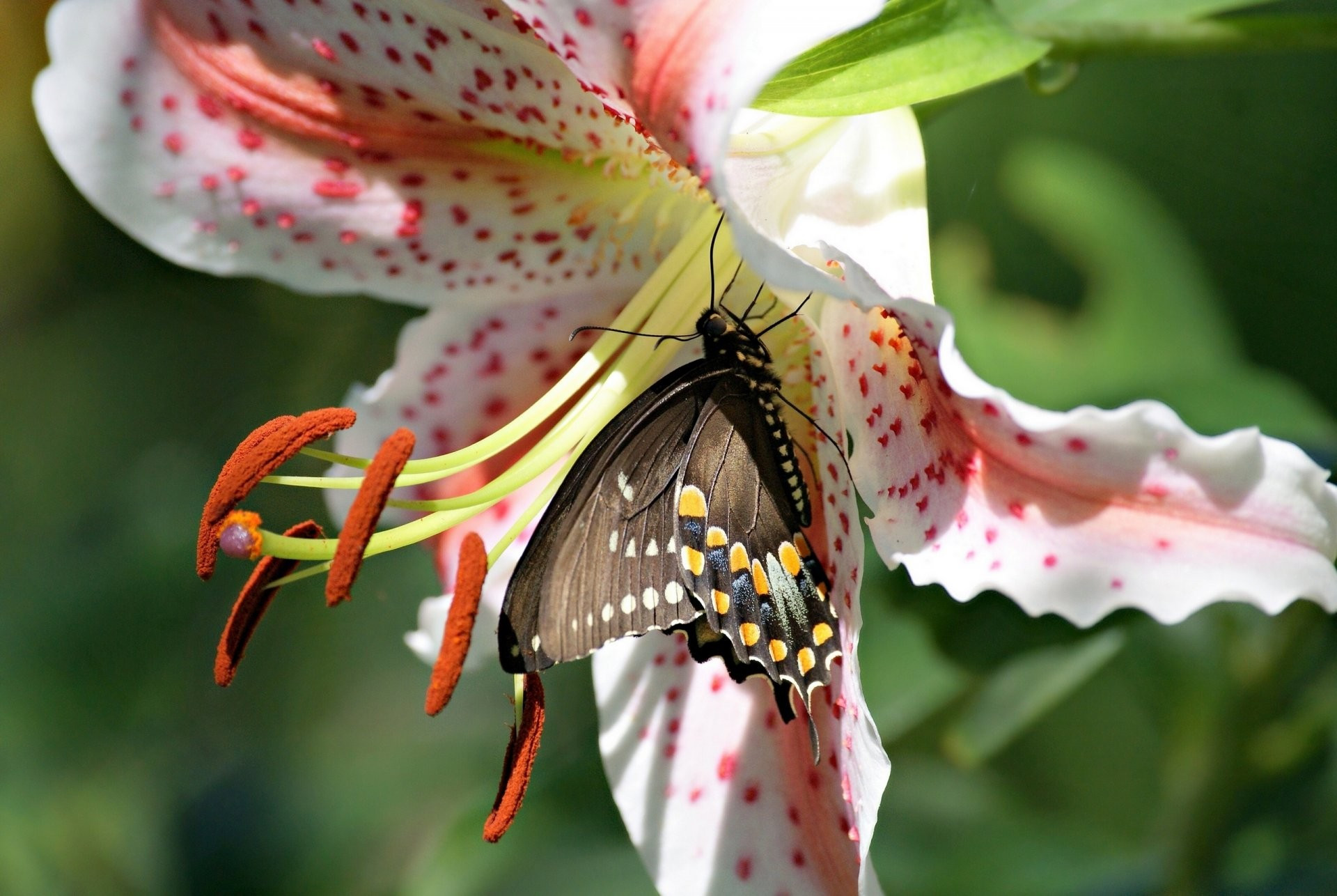A butterfly with black wings collects nectar from a lily.