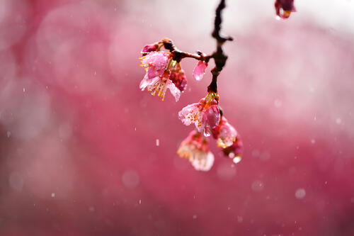 雨中的粉色小花