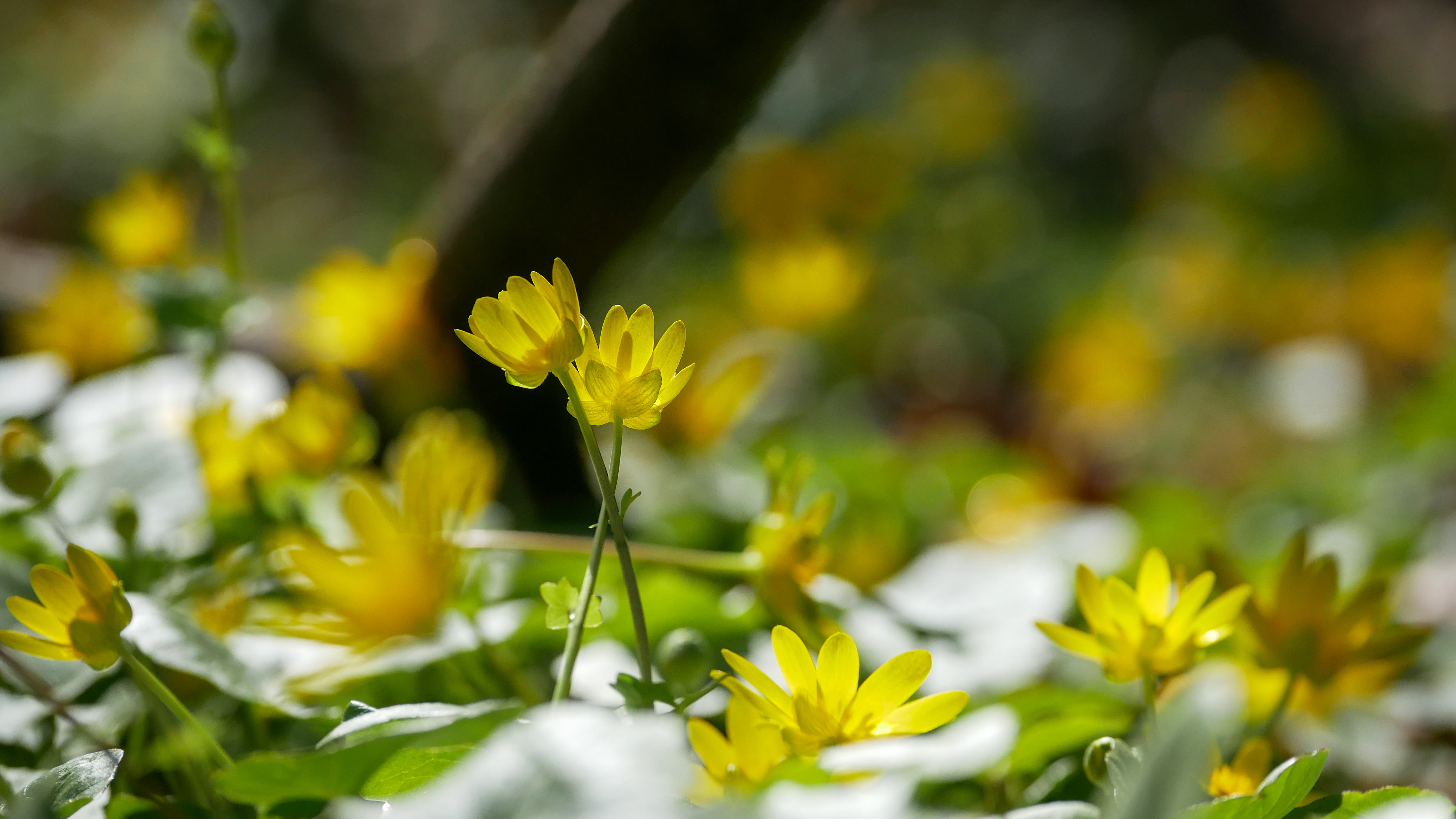Бесплатное фото Желтые цветы на полянке
