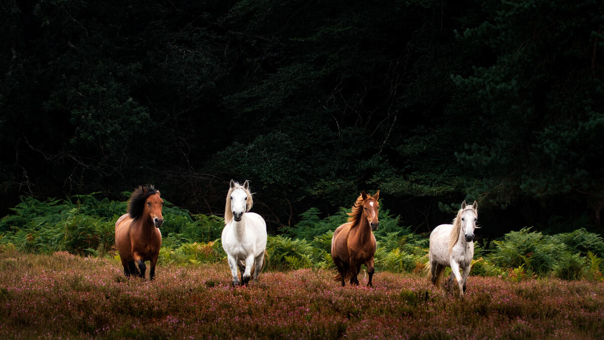 Белые и коричневые лошади бегут по пастбищу