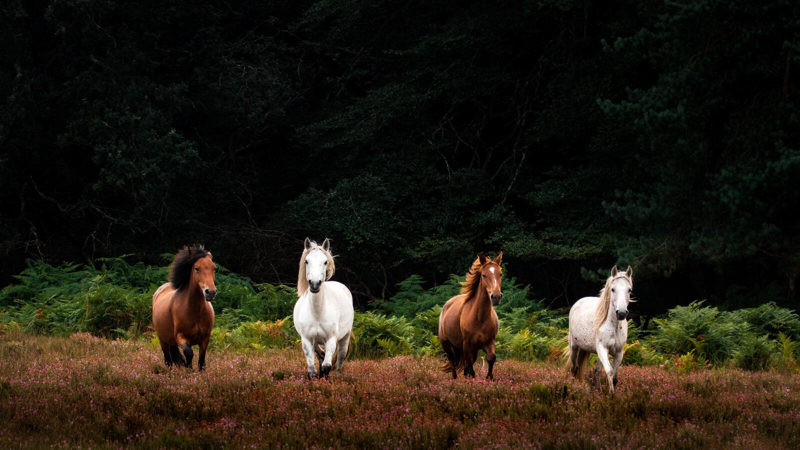 Free photo White and brown horses running through the pasture