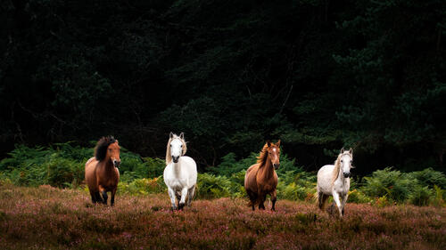 Белые и коричневые лошади бегут по пастбищу