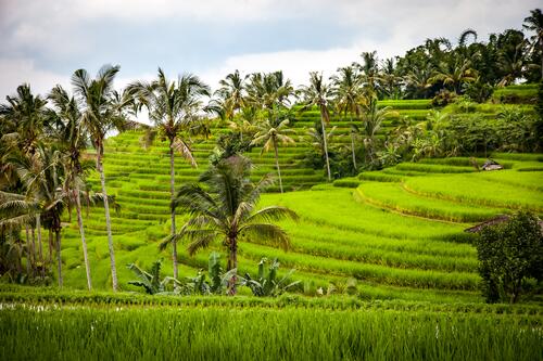 Growing rice in green fields