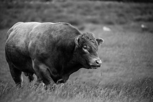 Black and white photo of a bull