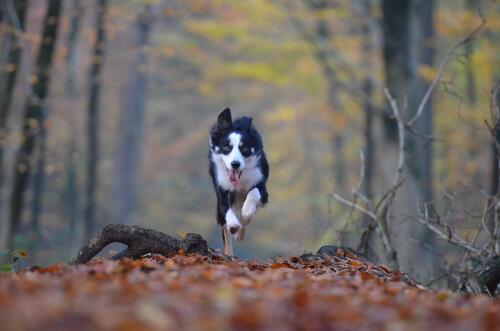 A dog on a walk in the fall woods