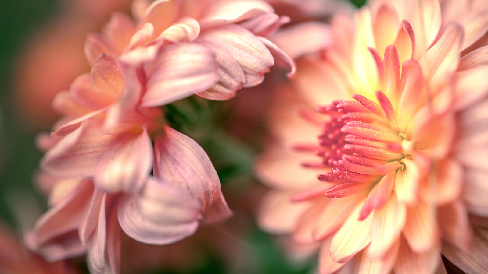 Free photo Chrysanthemum close-up wallpaper