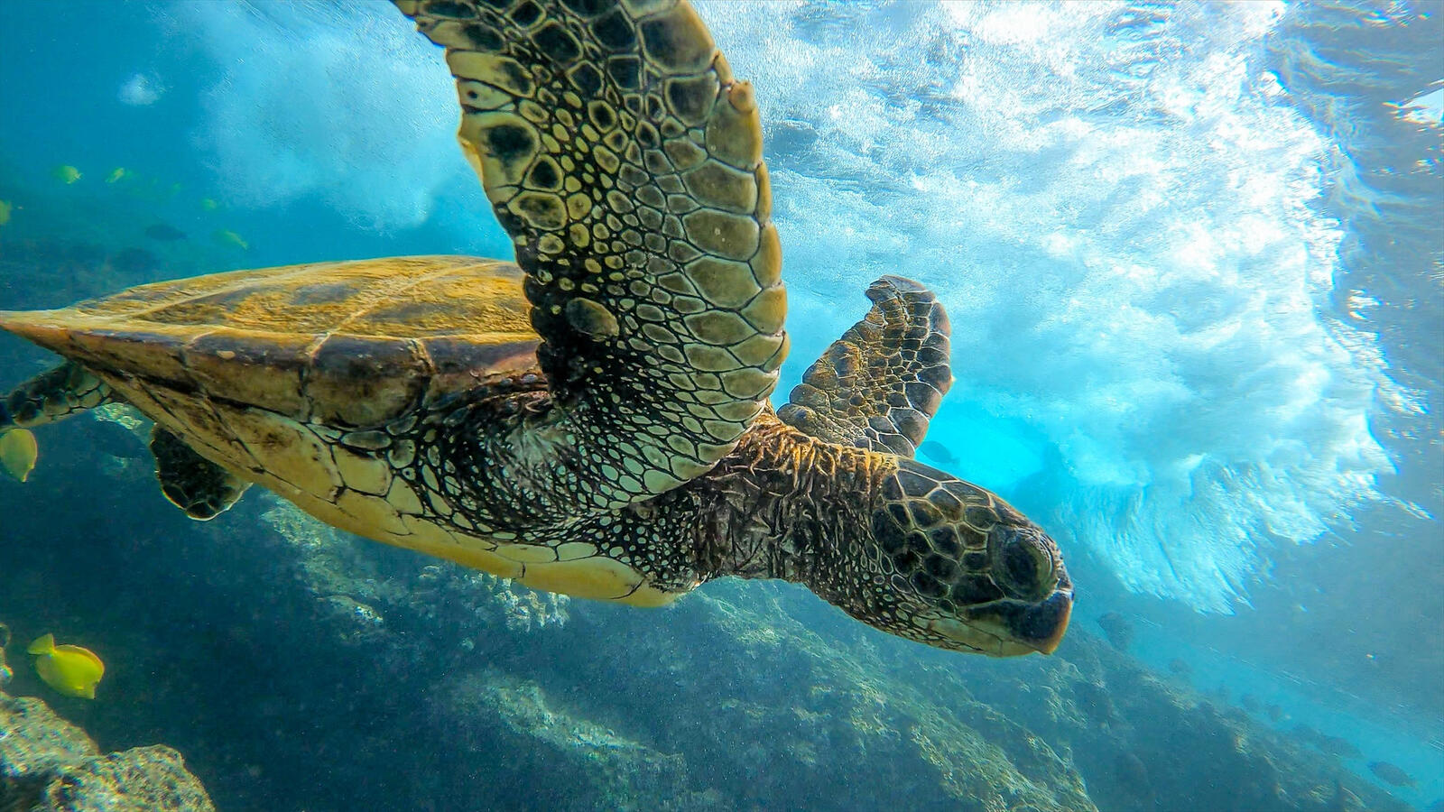 Free photo A sea turtle under water