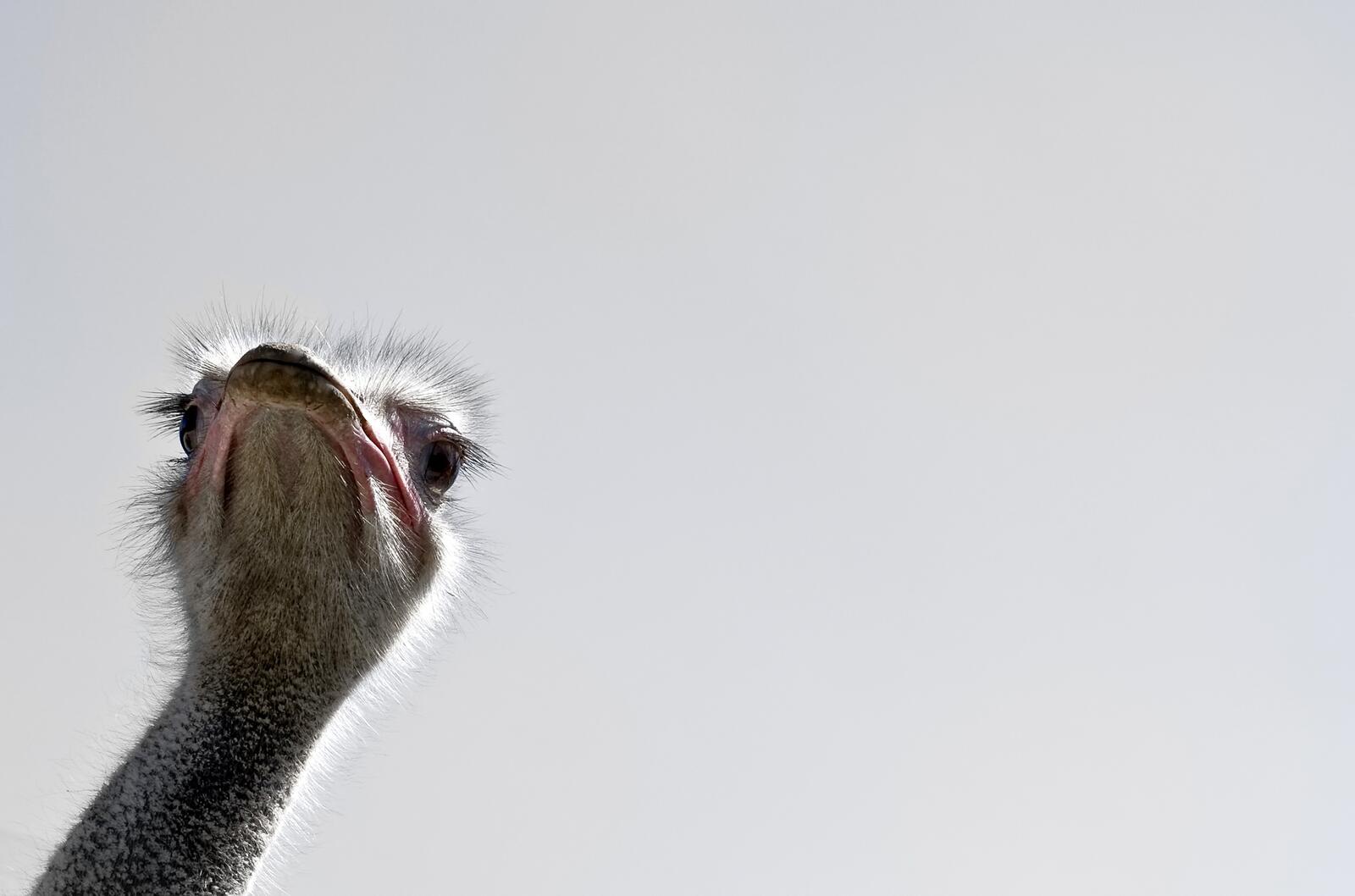 Free photo An ostrich peeks through the lens