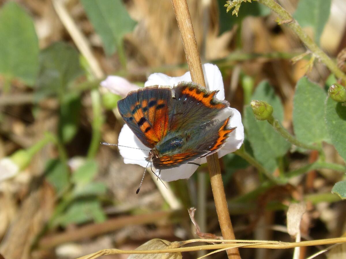 Бабочка сидя на цветке расправила крылья под солнечными лучами
