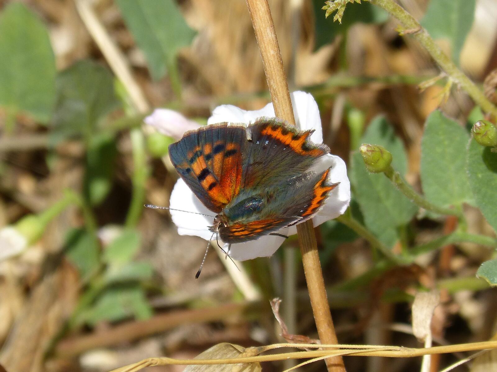 Бесплатное фото Бабочка сидя на цветке расправила крылья под солнечными лучами