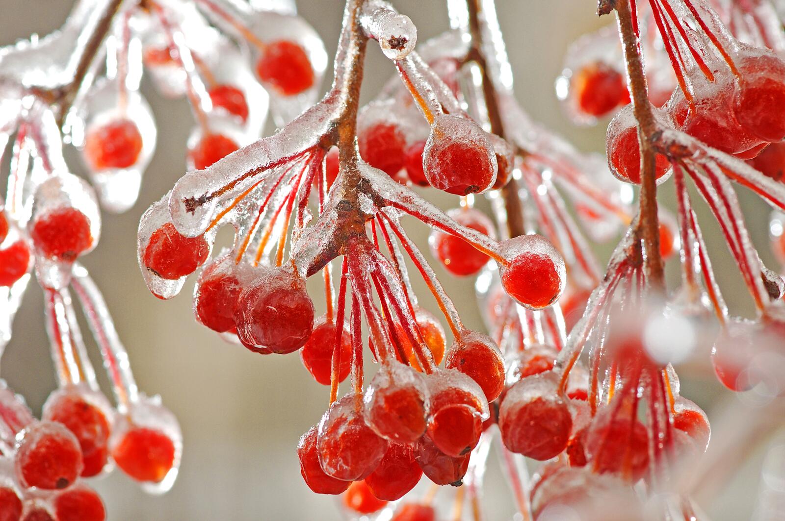 Wallpapers close-up mountain ash ice on the desktop