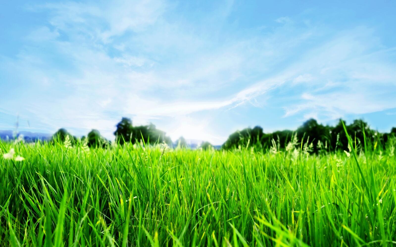 Бесплатное фото Картинка с зеленой травой