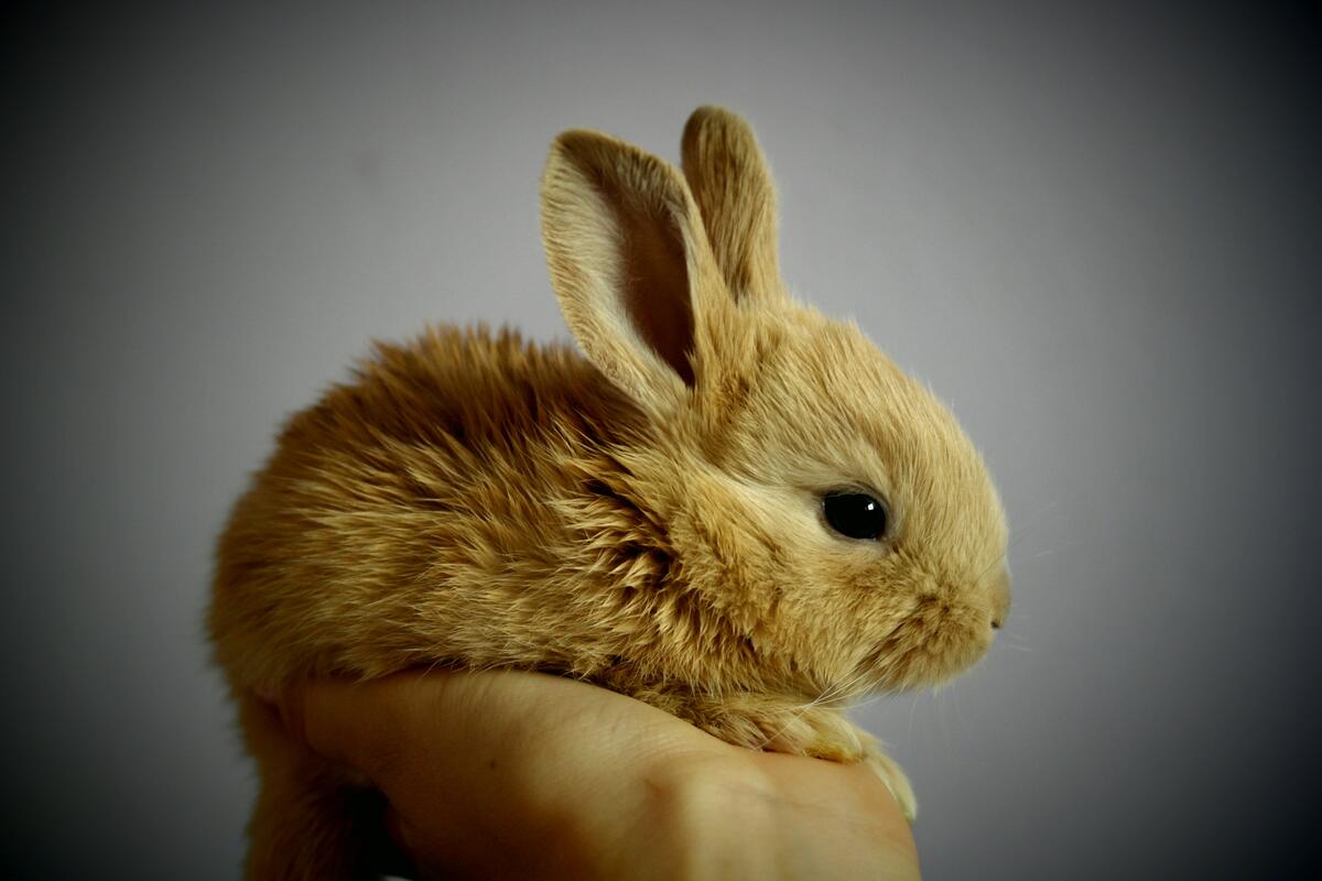 Маленький кролик в руке