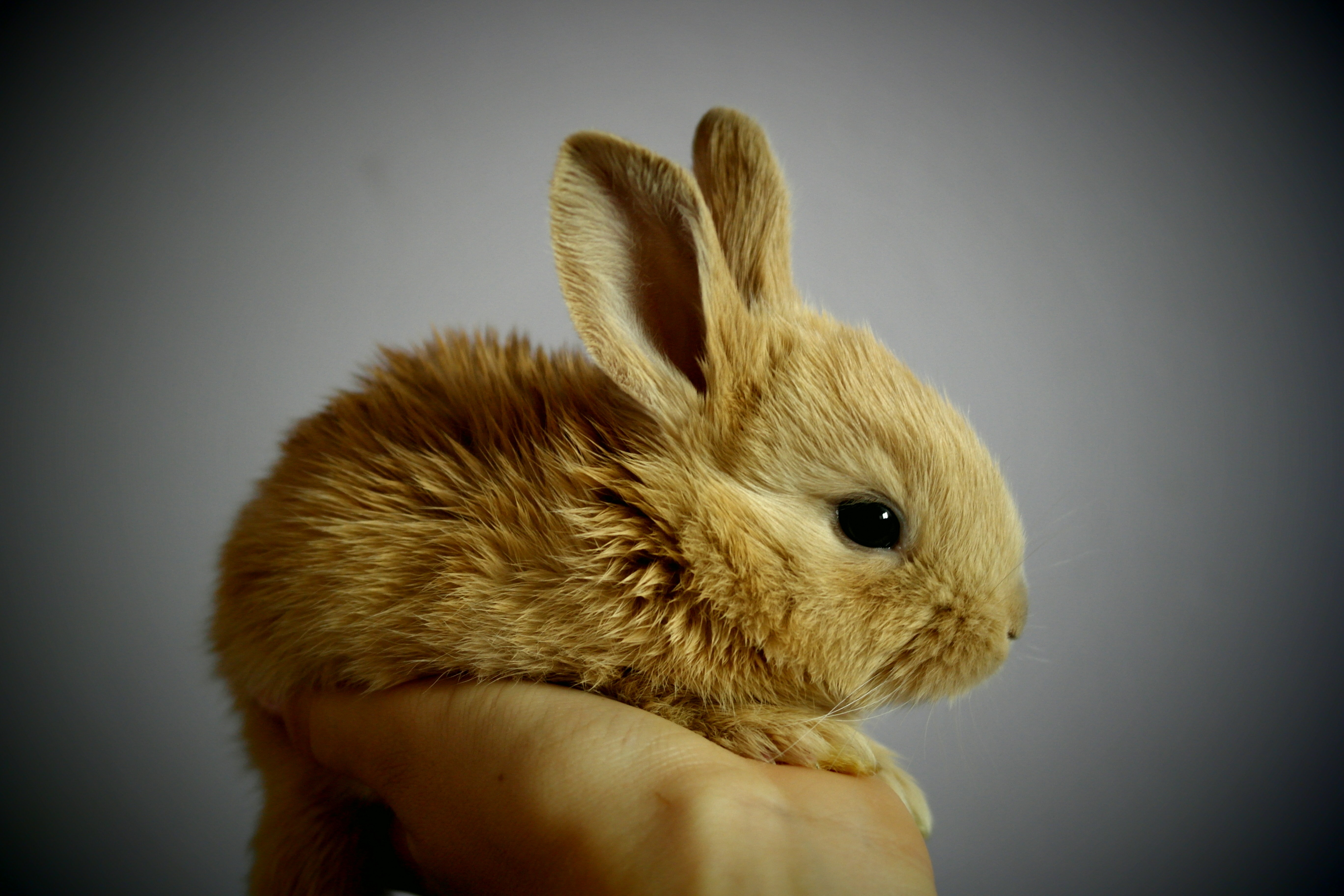 Бесплатное фото Маленький кролик в руке