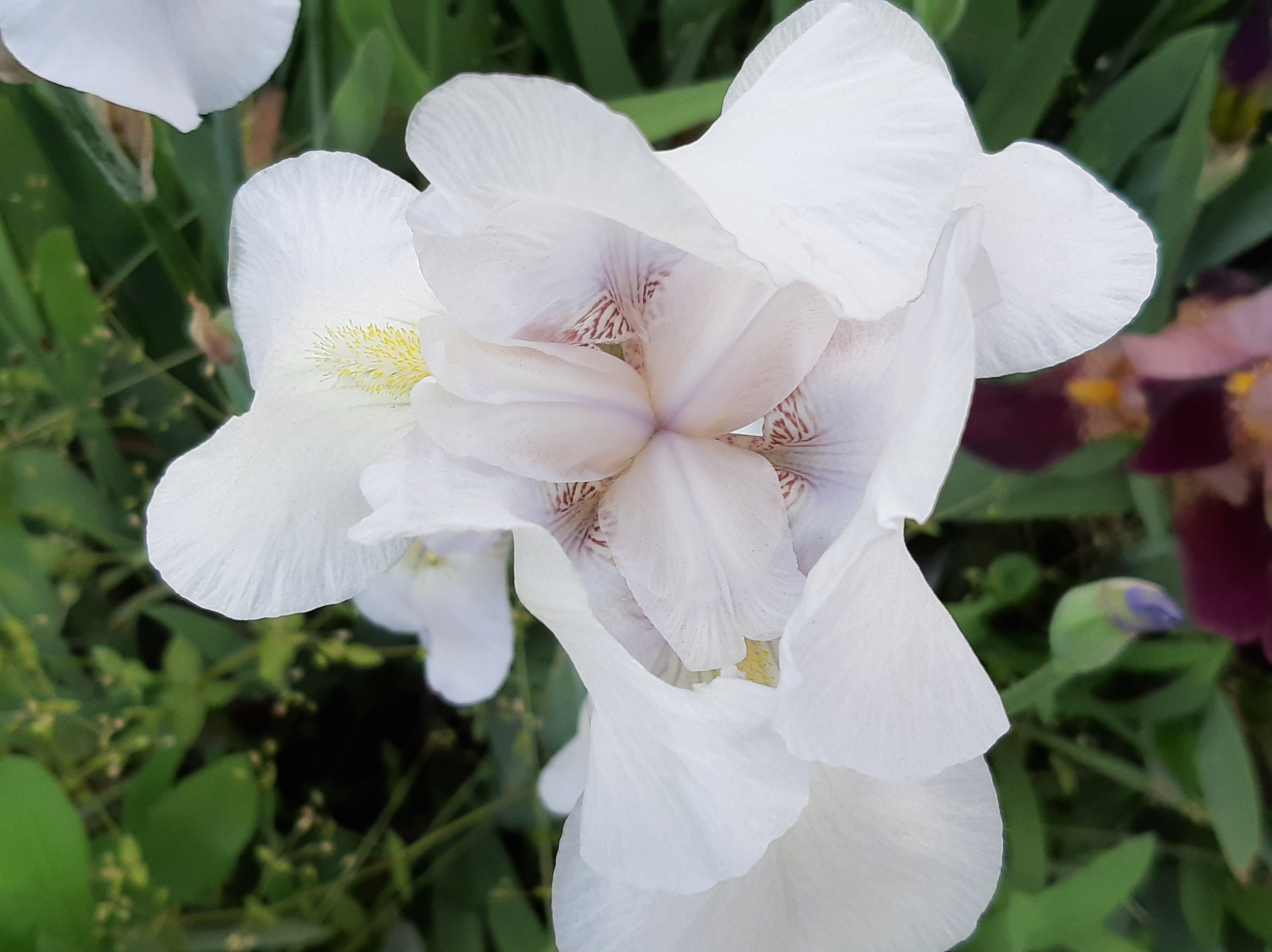 Белые цветок ирбиса