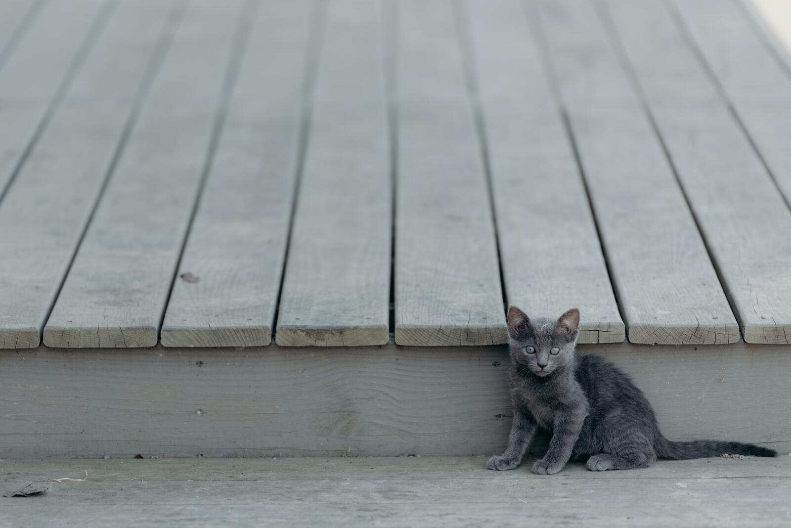 Бесплатное фото Серый котенок смотрит на фотографа
