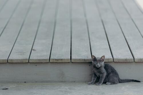 Серый котенок смотрит на фотографа