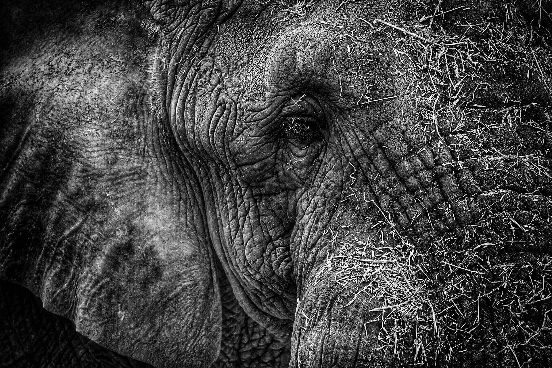 Старый слон на монохромном фото