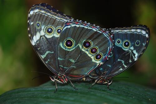 Two identical butterflies