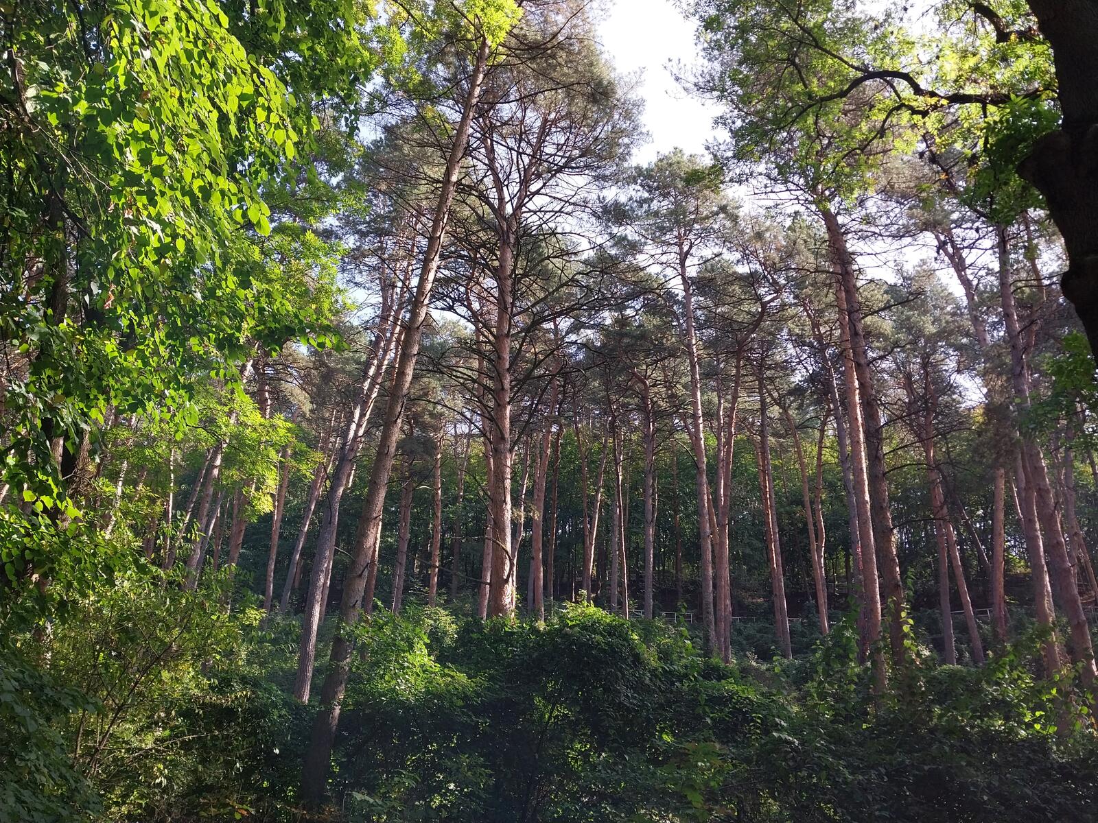 Бесплатное фото Солнечный день в лесу