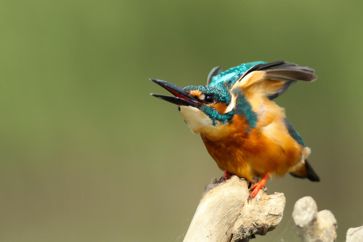 The kingfisher is drying its wings