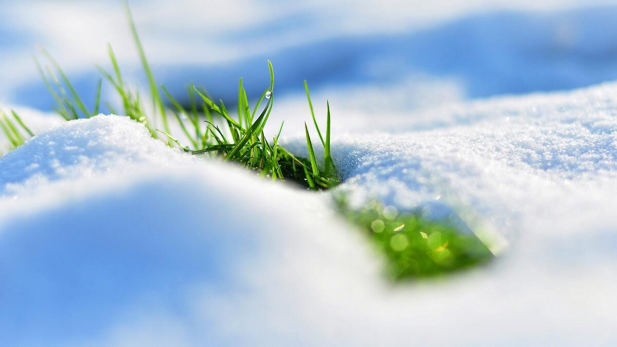 Первые зеленые травинки выглядывают из снежного покрывала