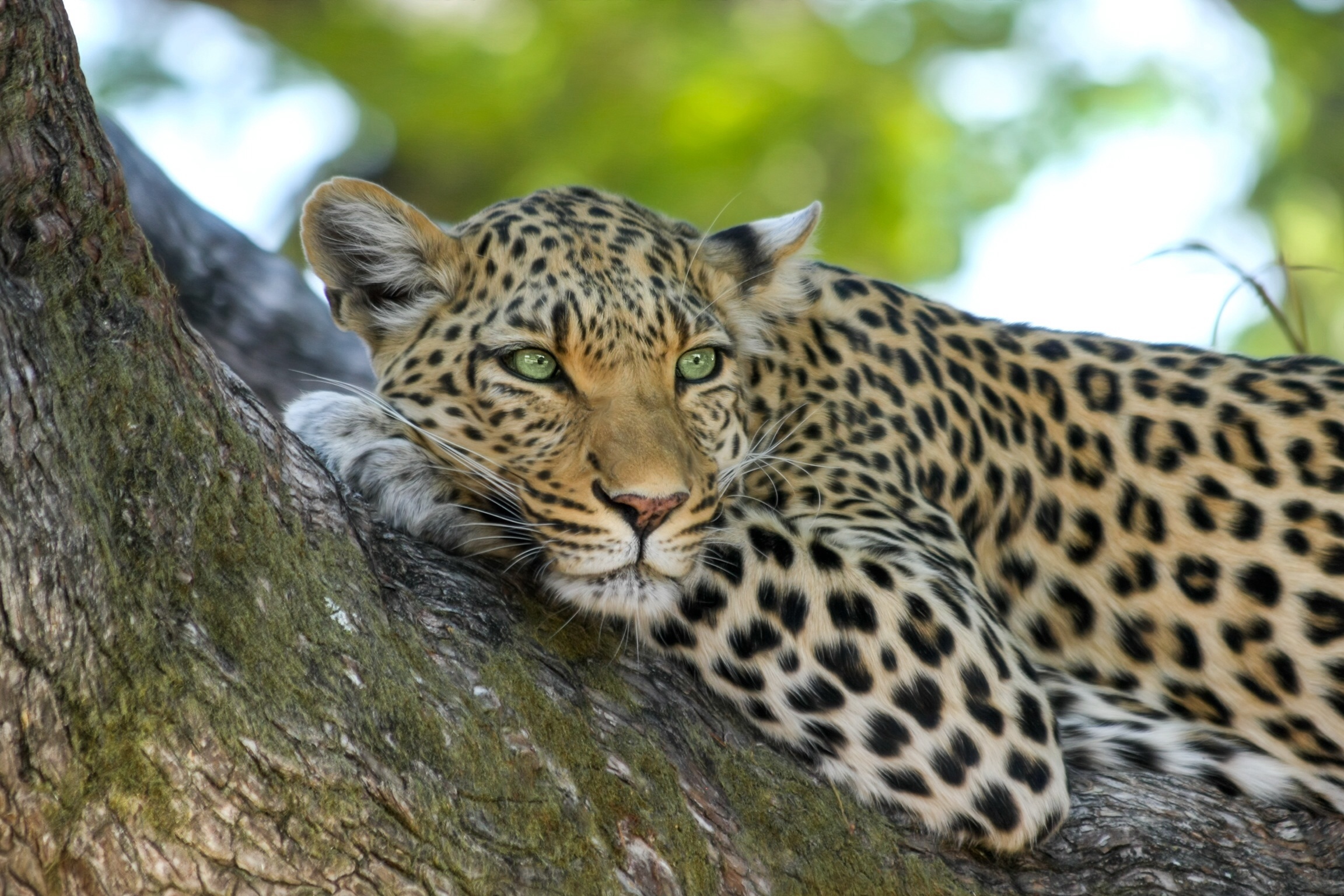 Free photo A bored female leopard.