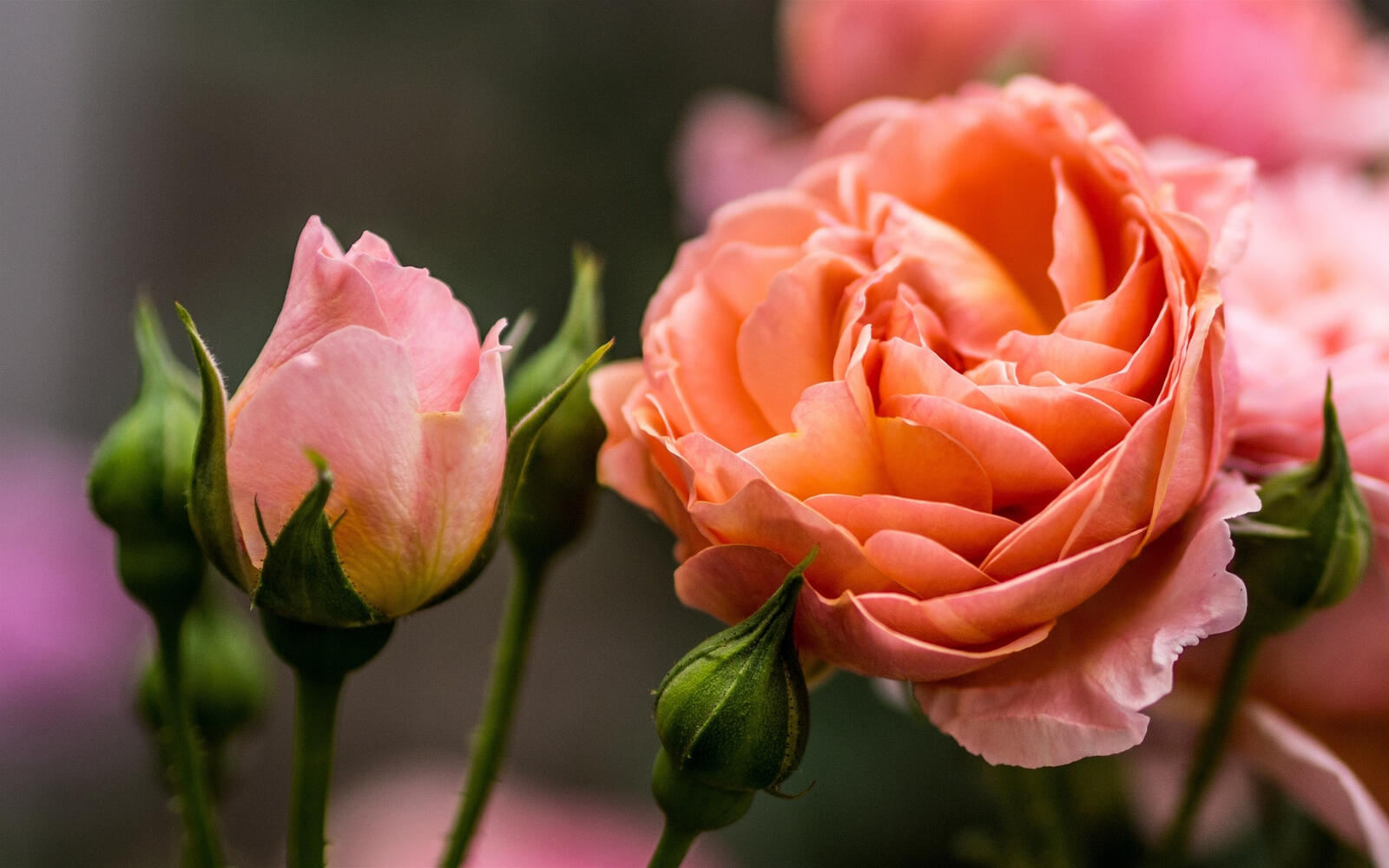 Бесплатное фото Нежная розовая роза