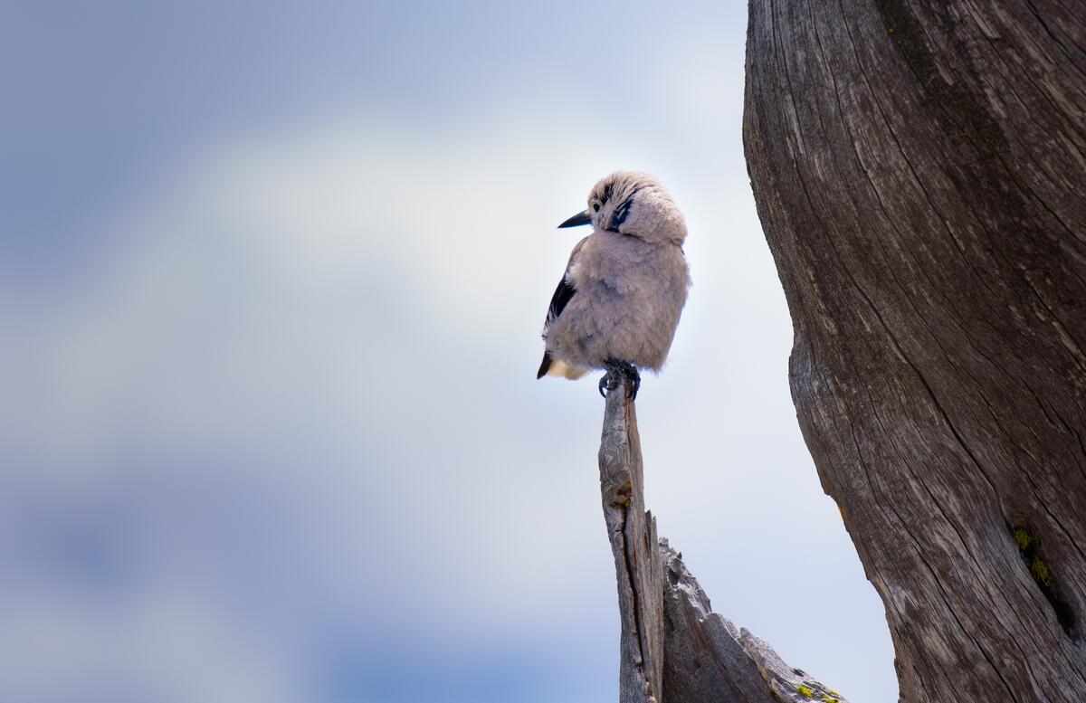 A little bird sits on a broken tree