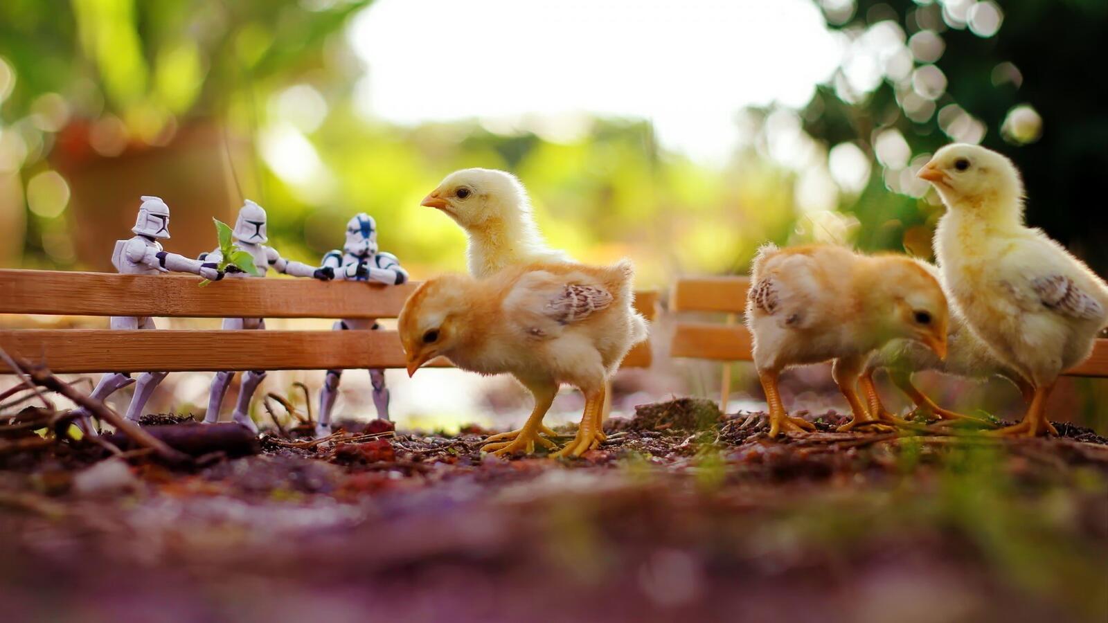 Бесплатное фото Желтые цыплята в загоне