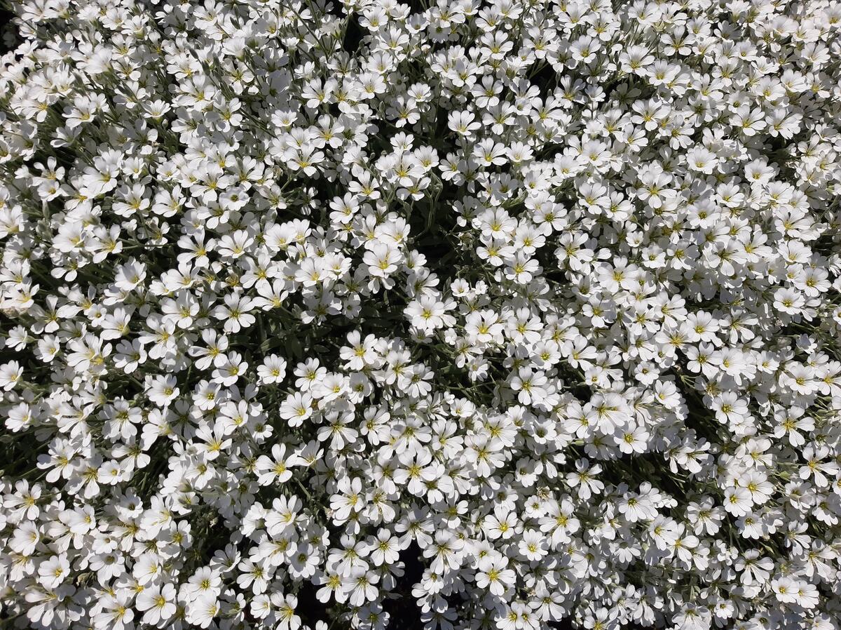 Большой куст с белыми цветами