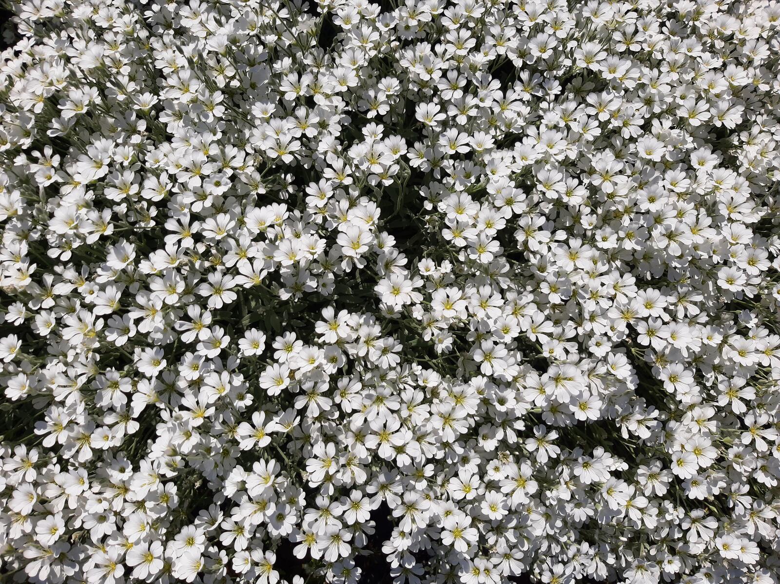 Free photo Large bush with white flowers