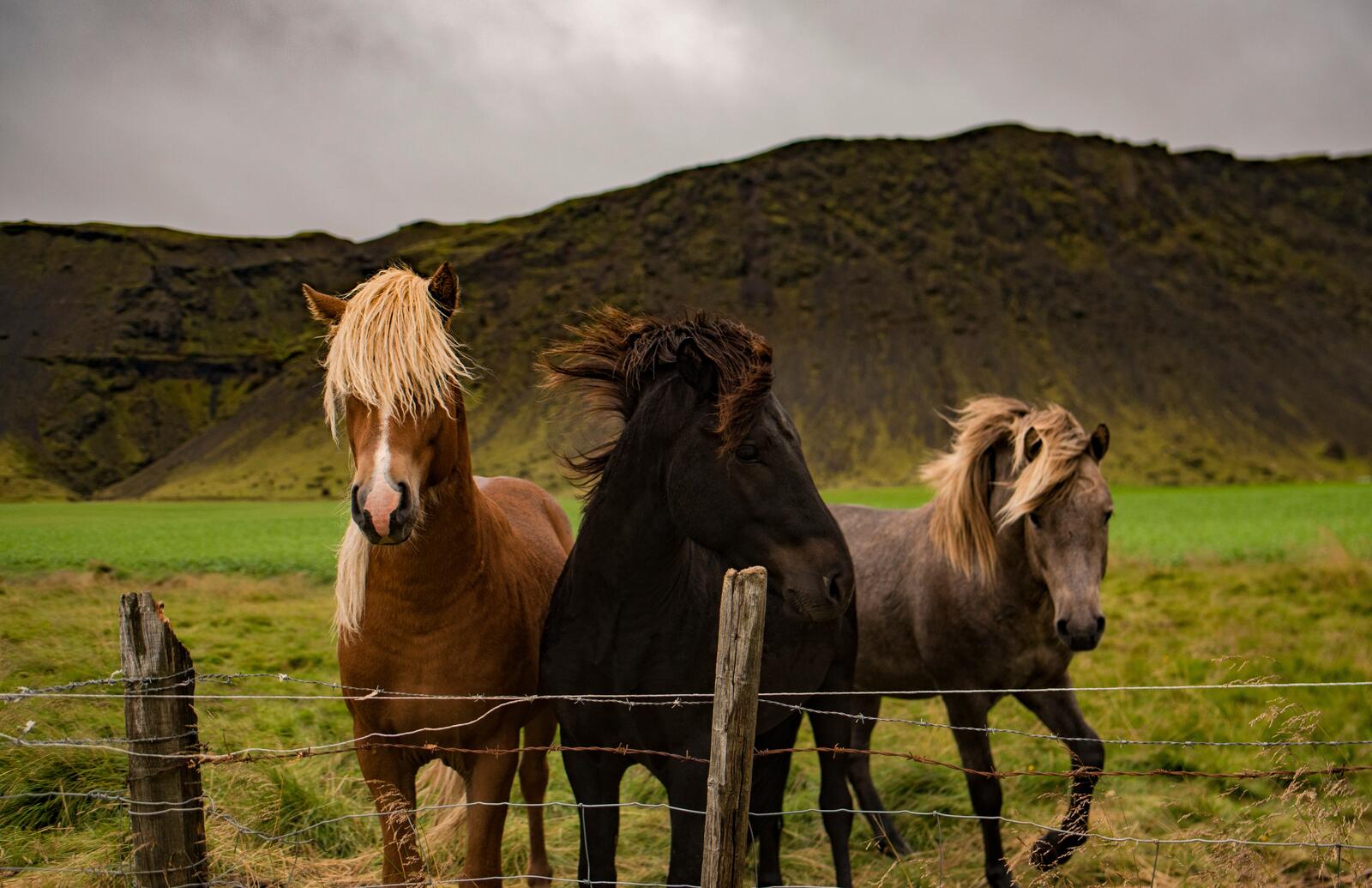 Бесплатное фото Три коня в загоне на пастбище