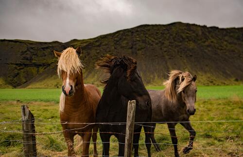 Три коня в загоне на пастбище