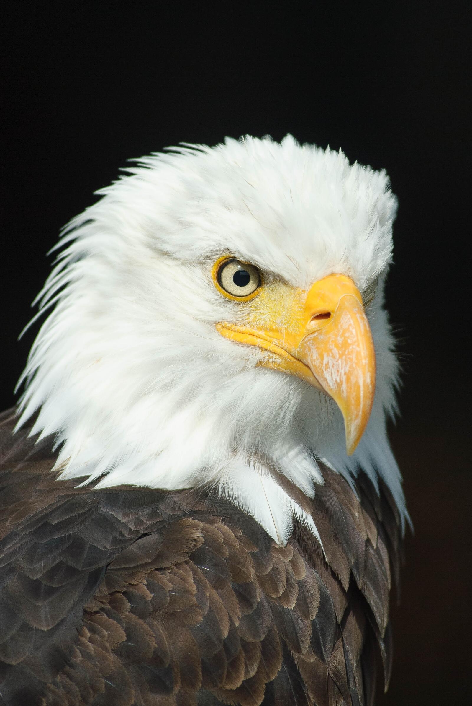 免费照片一只长着大嘴的白头鹰。