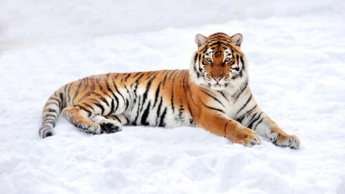 Тигр лежащий на снегу