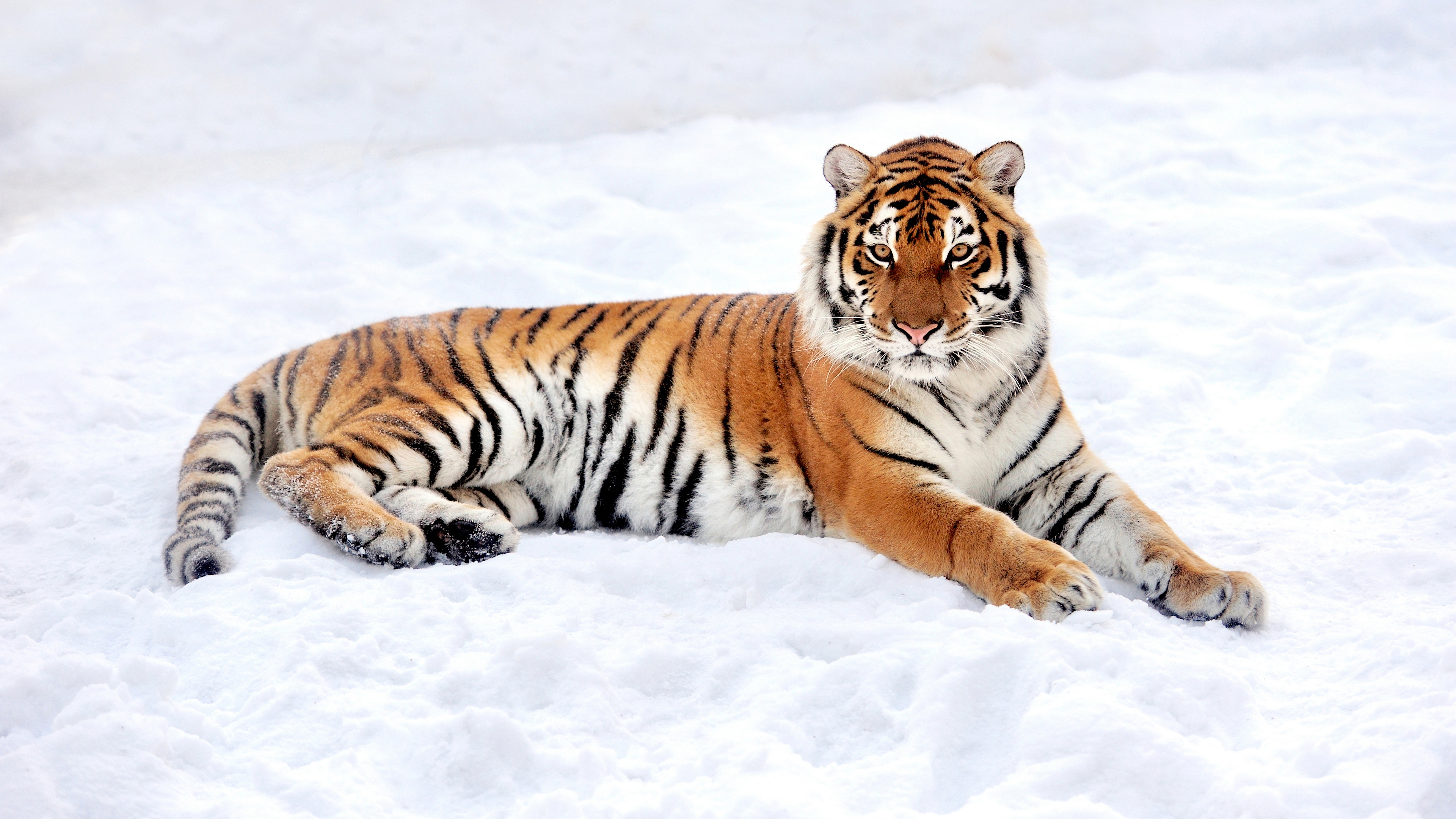 免费照片一只老虎躺在雪地上