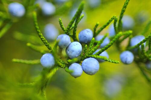 Blue blackberry berries on the branch