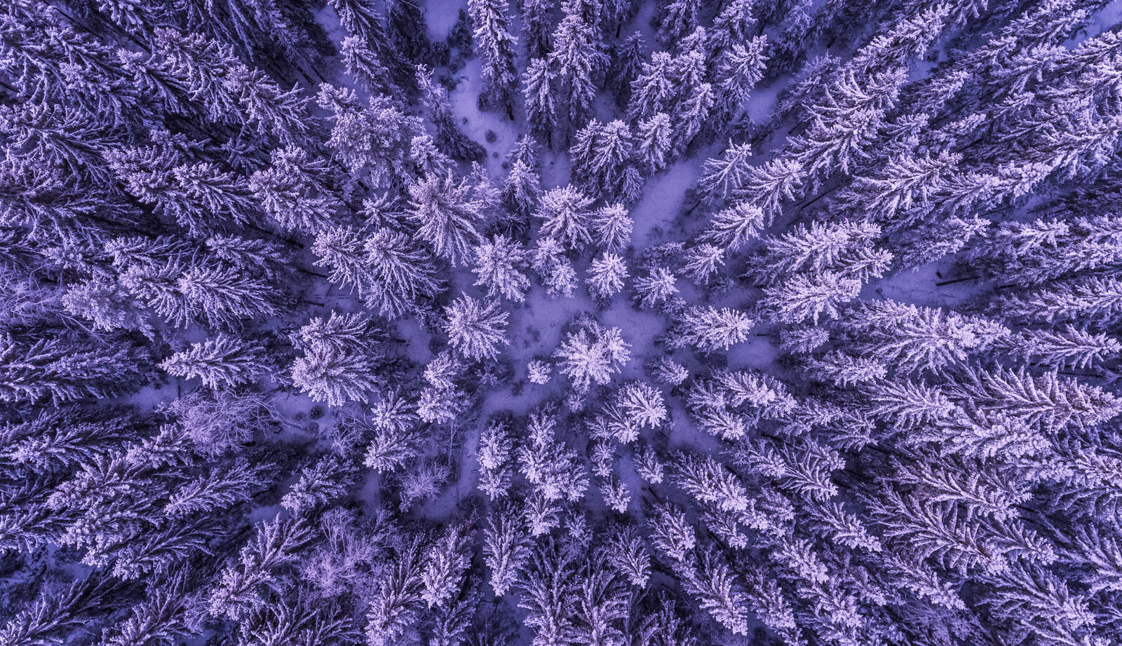 Бесплатное фото Зимний лес с елками