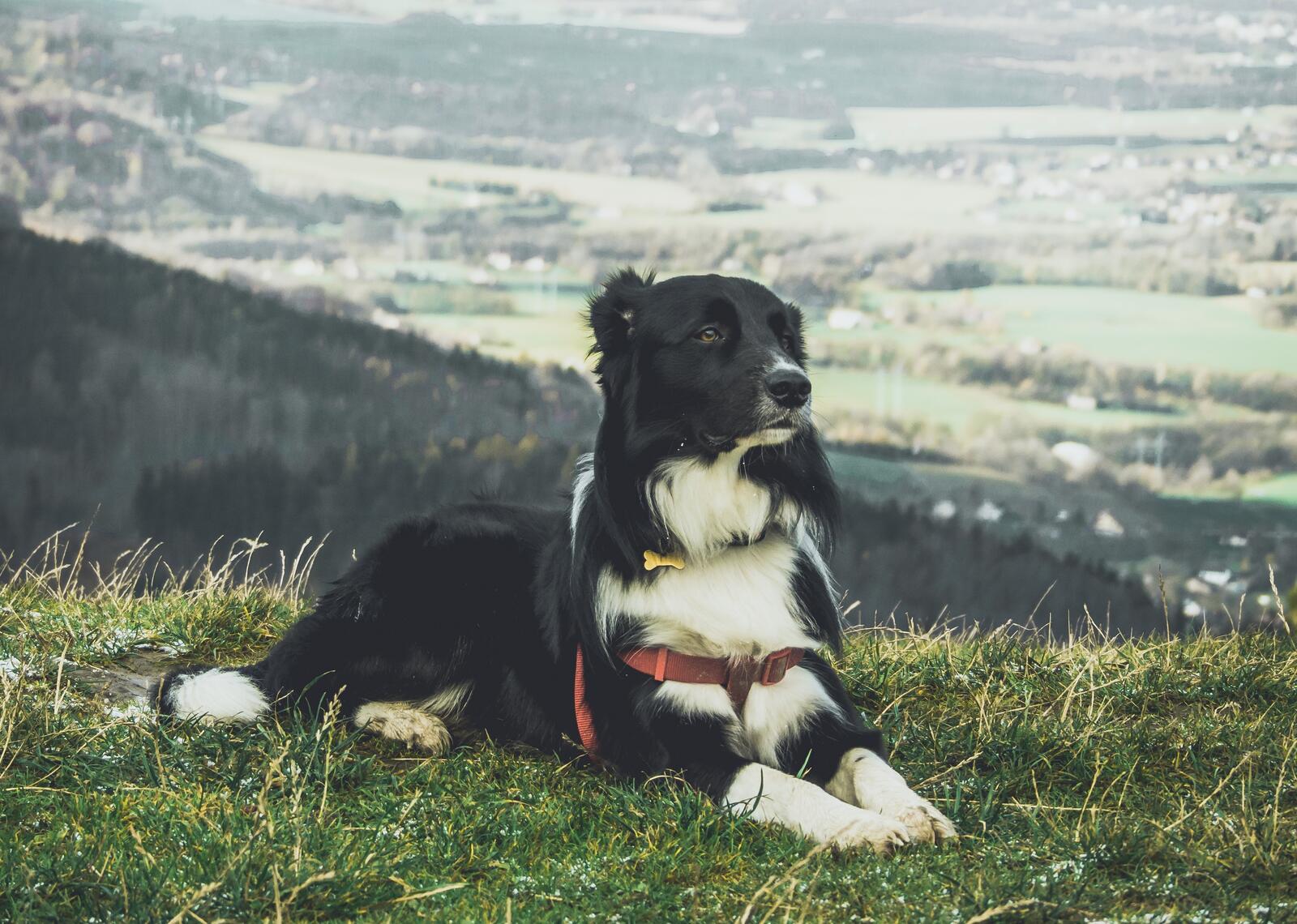 Бесплатное фото Старый пес отдыхает в горах на лужайке