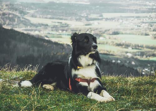 Старый пес отдыхает в горах на лужайке